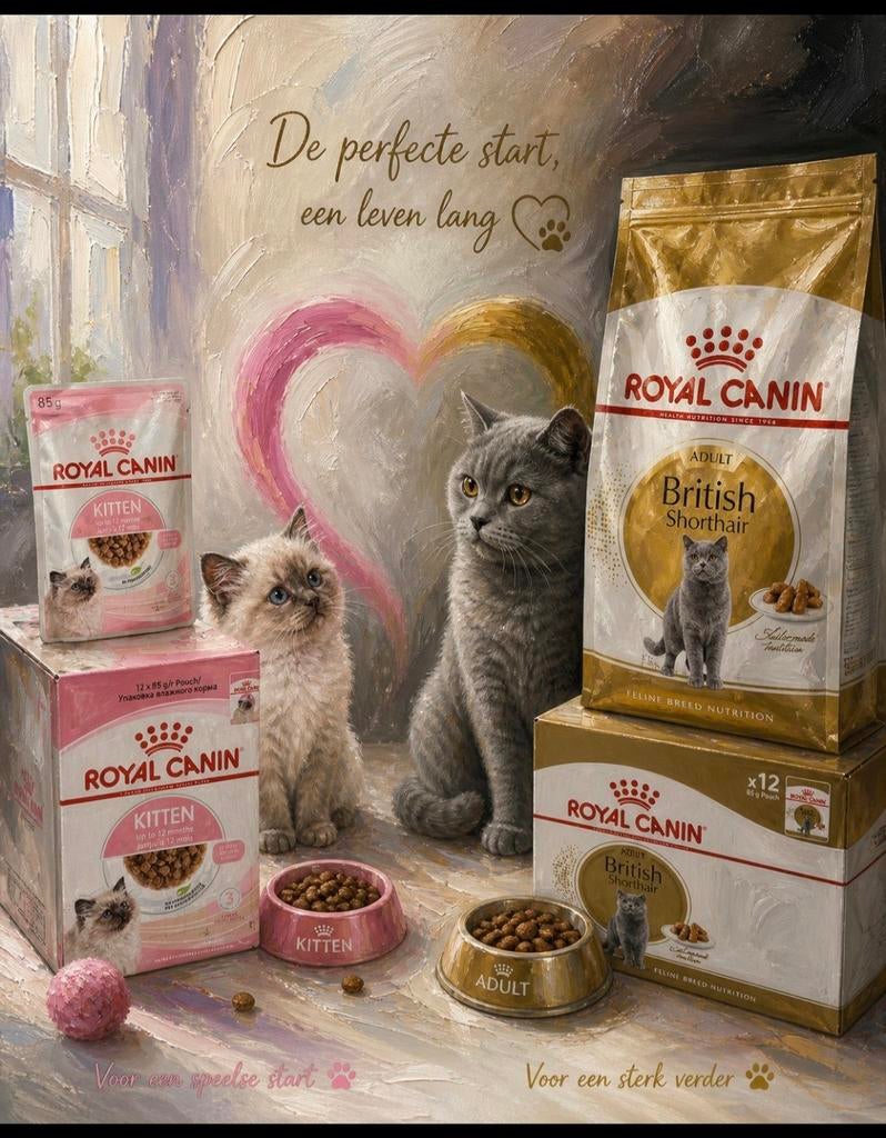 Britse korthaar brokjes kitten en royal canin kitten natvoer, Dieren en Toebehoren, Ophalen of Verzenden, Kat