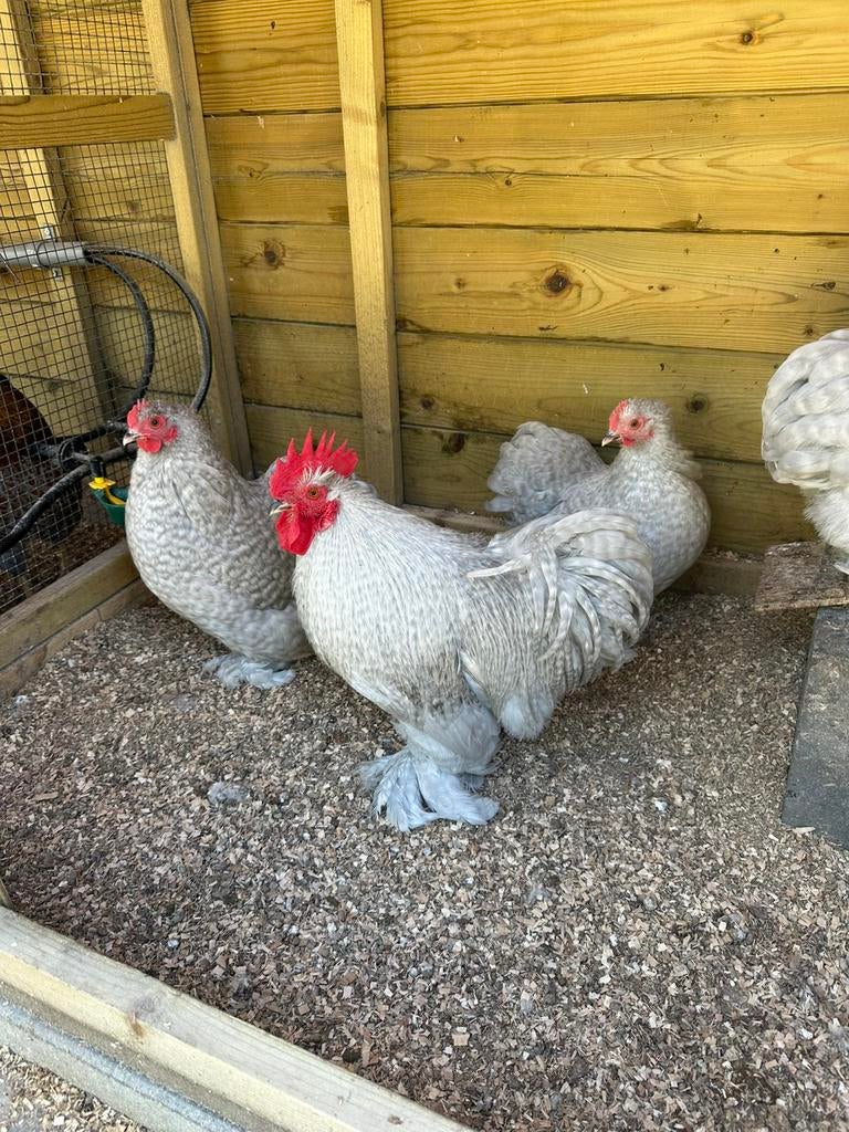cochin kriel broedeieren, Dieren en Toebehoren, Pluimvee, Geslacht onbekend, Kip