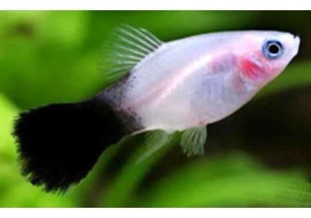 meer dan 50 soorten Molly, Zwaarddrager, Platy(levendbarend), Dieren en Toebehoren, Vis