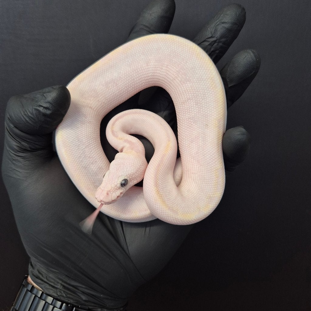 p. regius lijst Houten nk 2026 Ball Python photo 7