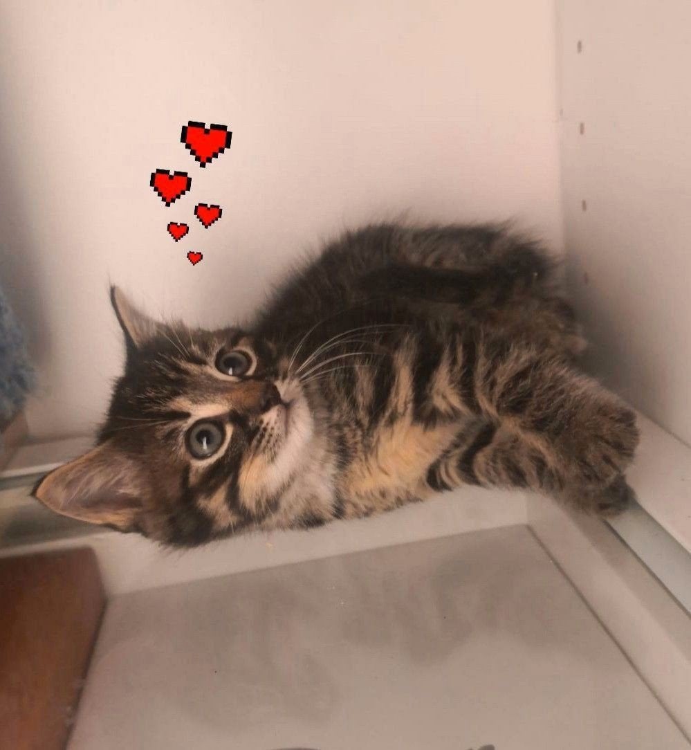 nog 1 prachtige(vrouwtje) kitten ️🥰💖, Meerdere dieren, Kortharig, 0 tot 2 jaar