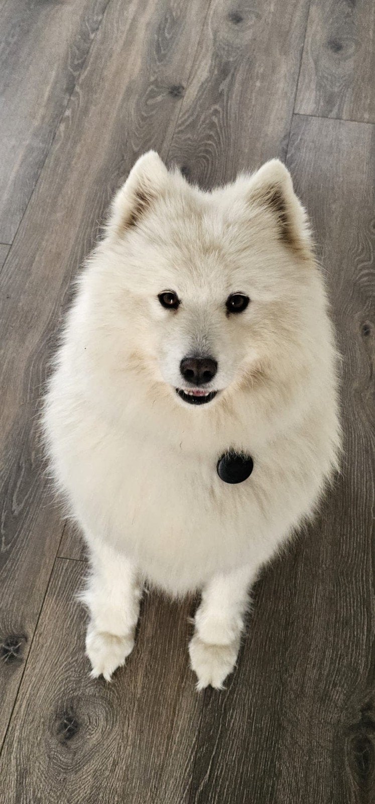 Samojeed teefje, Overige rassen, Teef, Parvo, Eén hond
