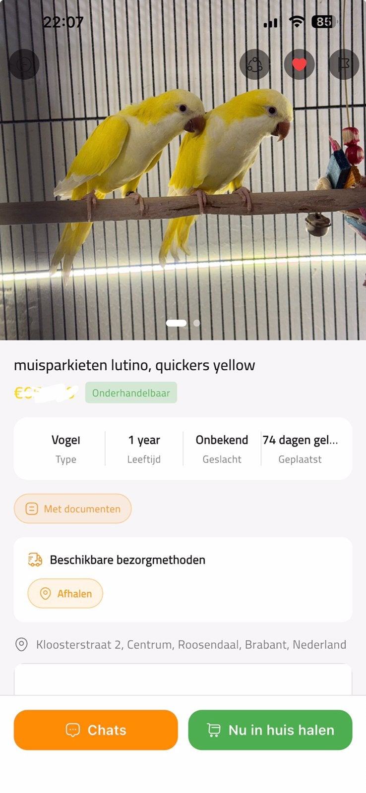 Een koppel lutino muisparkieten, Meerdere dieren, Parkiet