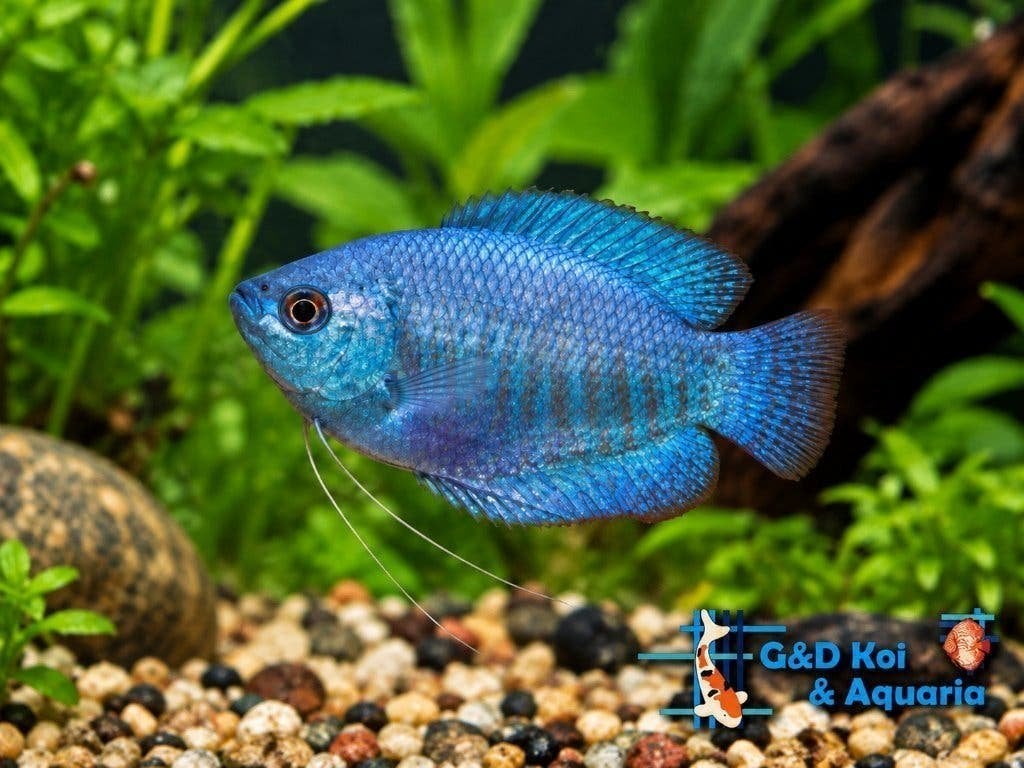 Dwerg gourami,  tiental soorten gourami, Dieren en Toebehoren, Vis