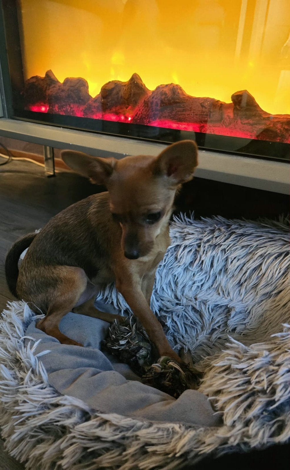 Russische ( Russkiy )  toy puppy, 15 weken tot 1 jaar, Overige rassen, Teef, Eén hond