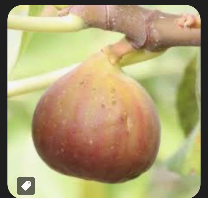 Vijgenboom Osborn Prolific 1,5/1,7 meter 3/4 jaar oud, Ophalen, Minder dan 100 cm, Lente, Volle zon