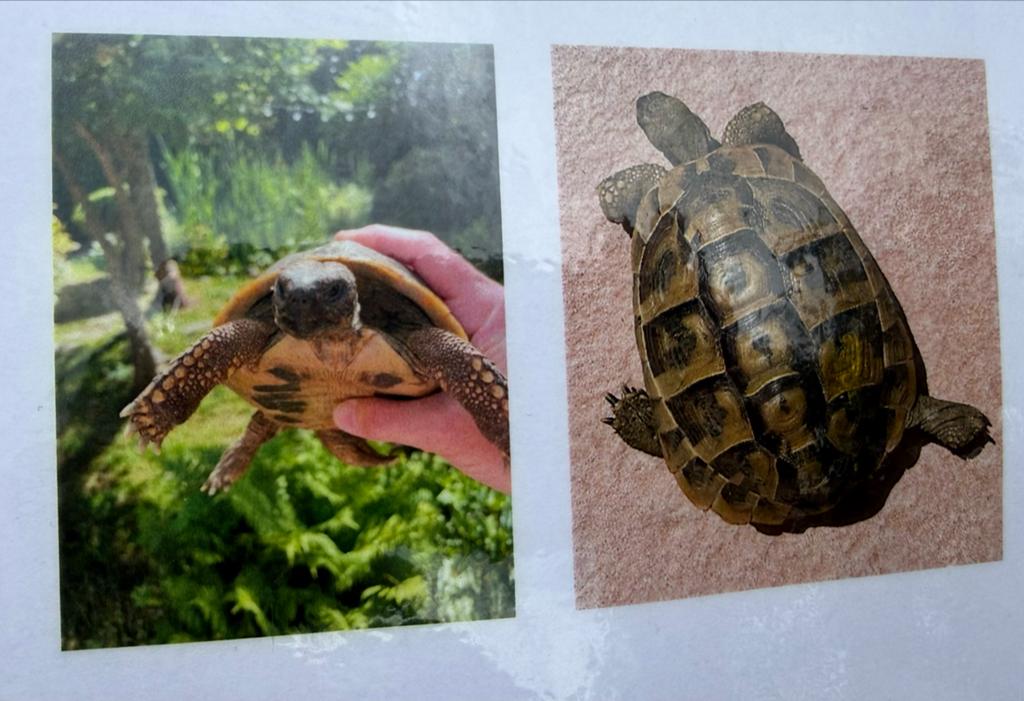 Griekse landschildpad volwassen te koop prijs per schildpad, Dieren en Toebehoren, Reptielen en Amfibieën, Schildpad, 0 tot 2 jaar