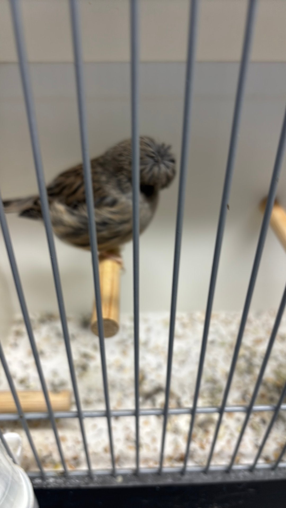 Nog mooie glosters mannen en poppen, Dieren en Toebehoren, Meerdere dieren
