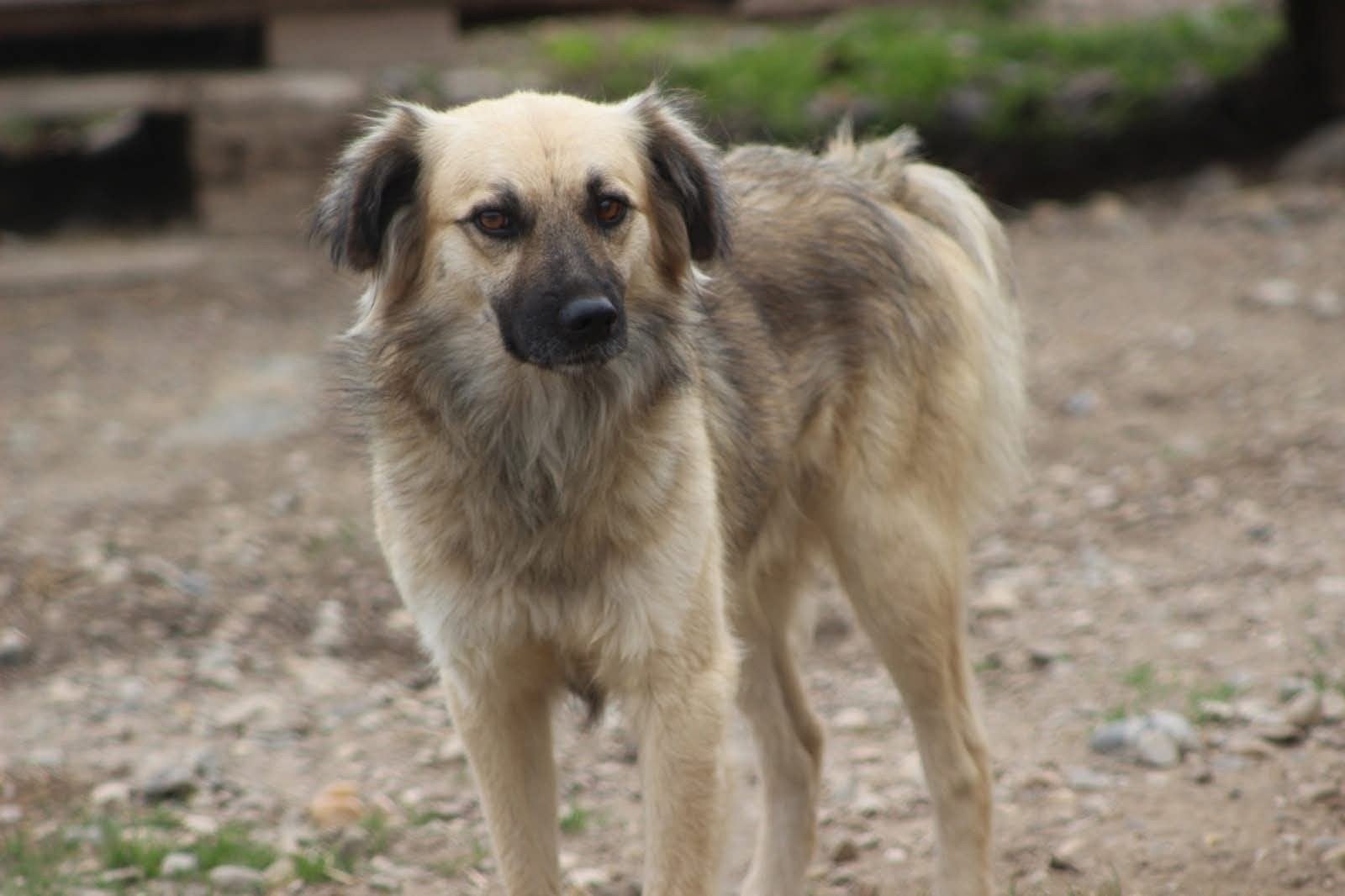 Stoere Taz ter adoptie!, Dieren en Toebehoren, Honden | Niet-rashonden, Particulier, Reu, Buitenland, Parvo