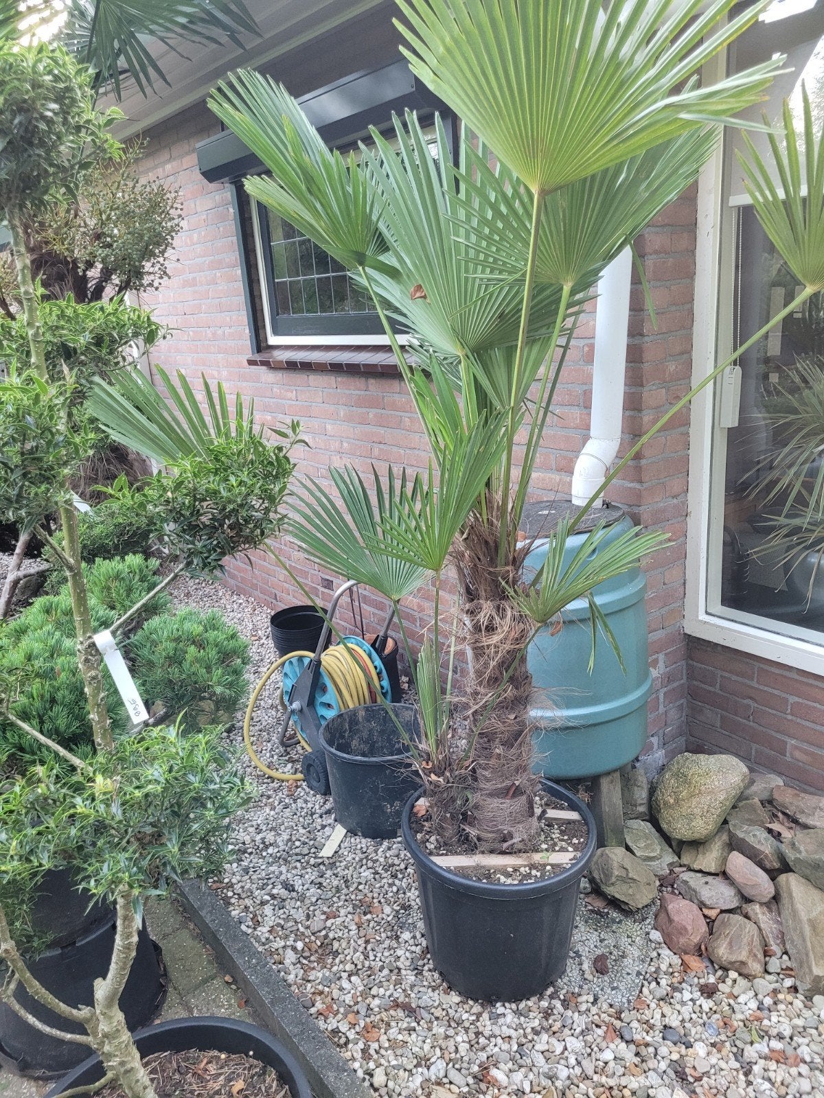 Trachycarpus wageniarius  dubbelstam - Winterharde palm, Volle zon, Vaste plant, Bloeit niet, Ophalen
