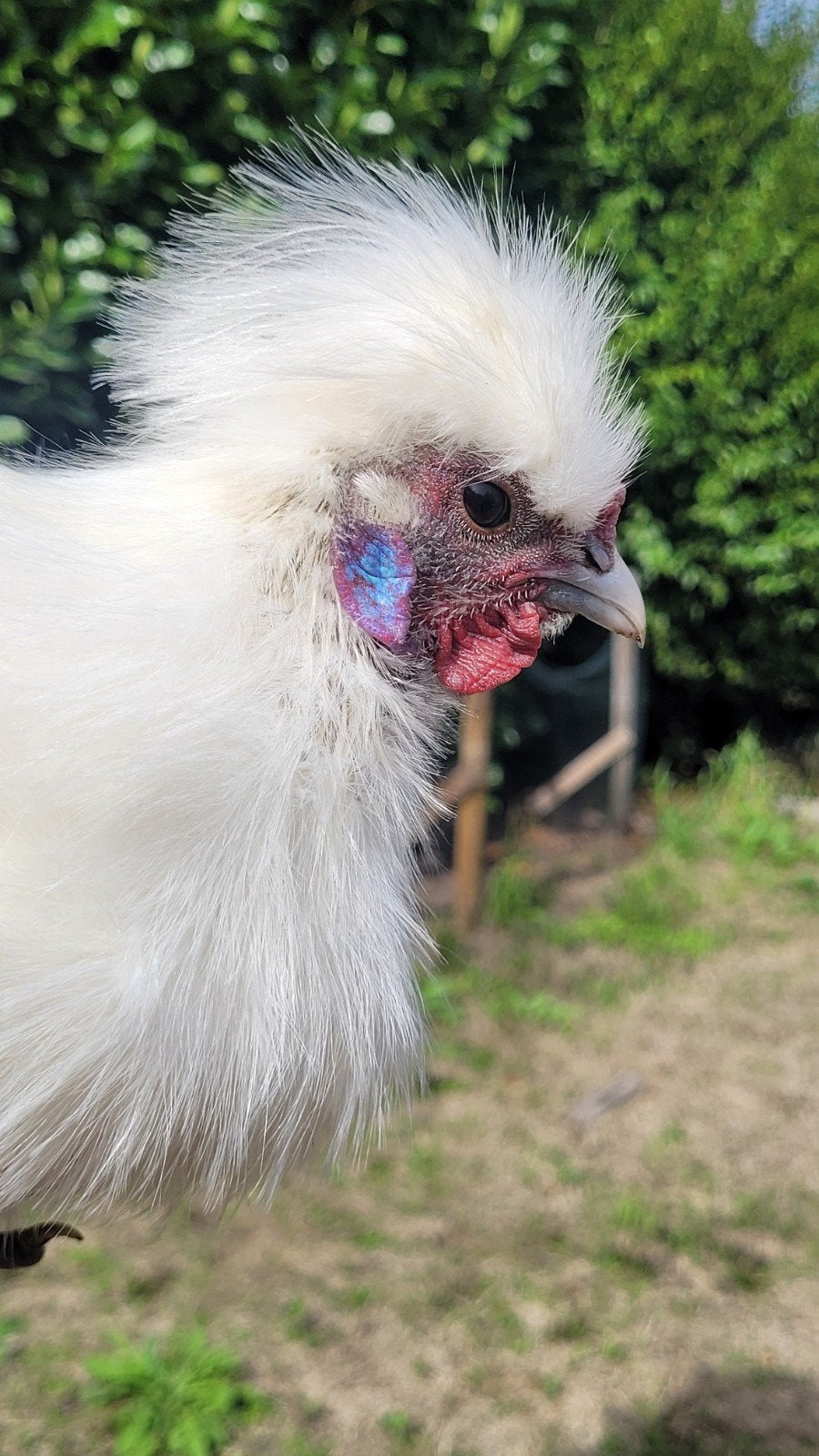 Prachtige witte zijdehoen haan, Dieren en Toebehoren, Mannelijk, Kip
