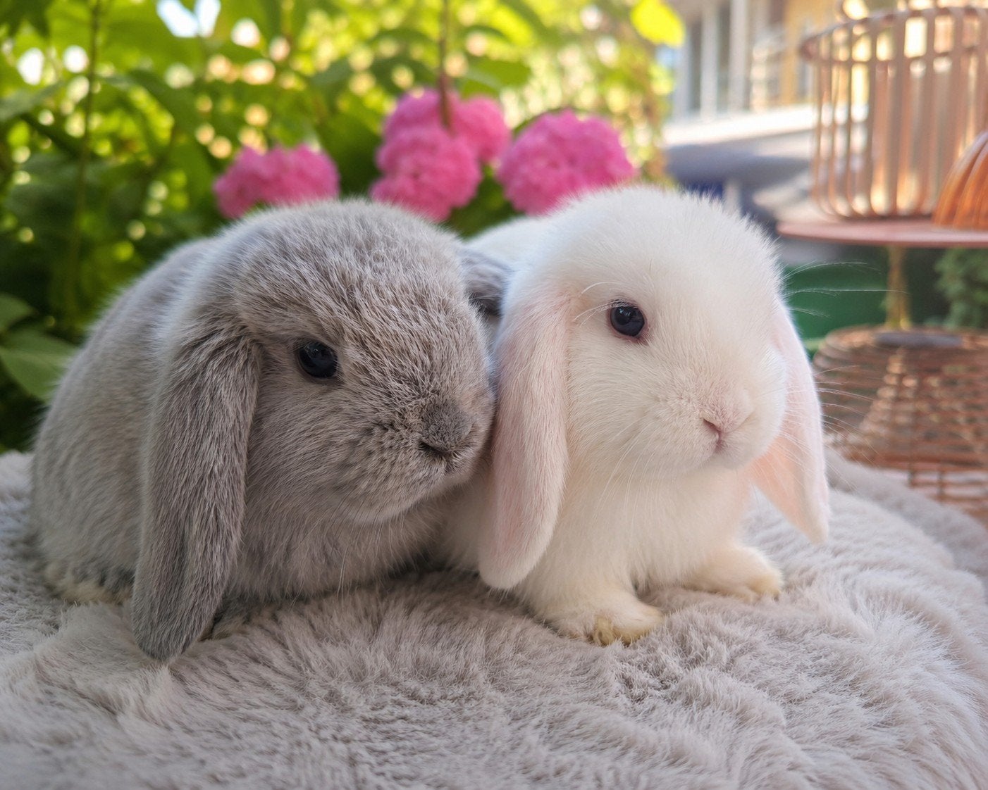 Prachtig koppeltje NHD x minilop, Dieren en Toebehoren, Konijnen, Meerdere dieren, Dwerg, Hangoor, 0 tot 2 jaar