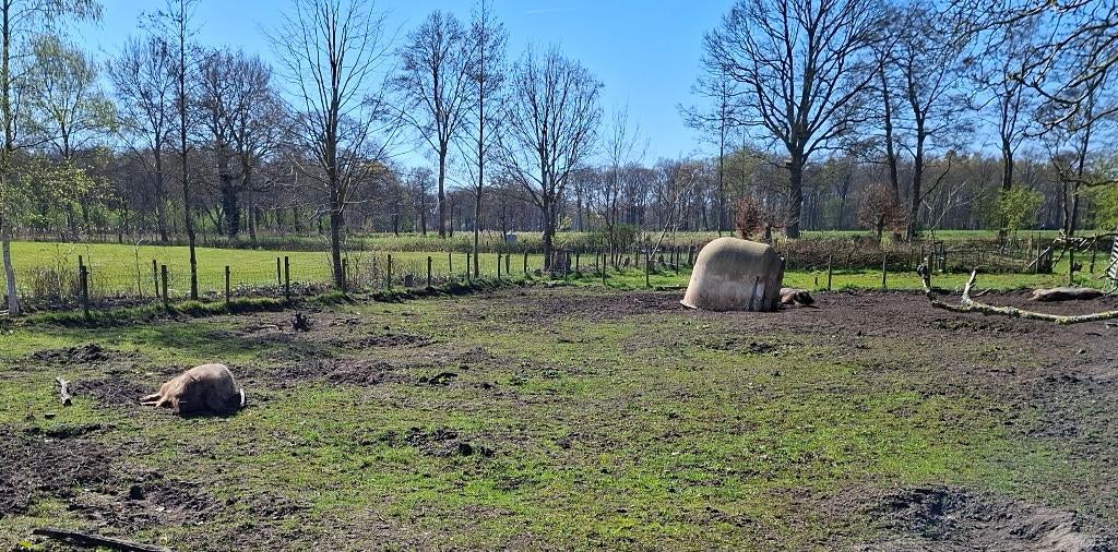 nachthok voor buitenvarkens, Dieren en Toebehoren, Ophalen, Zo goed als nieuw