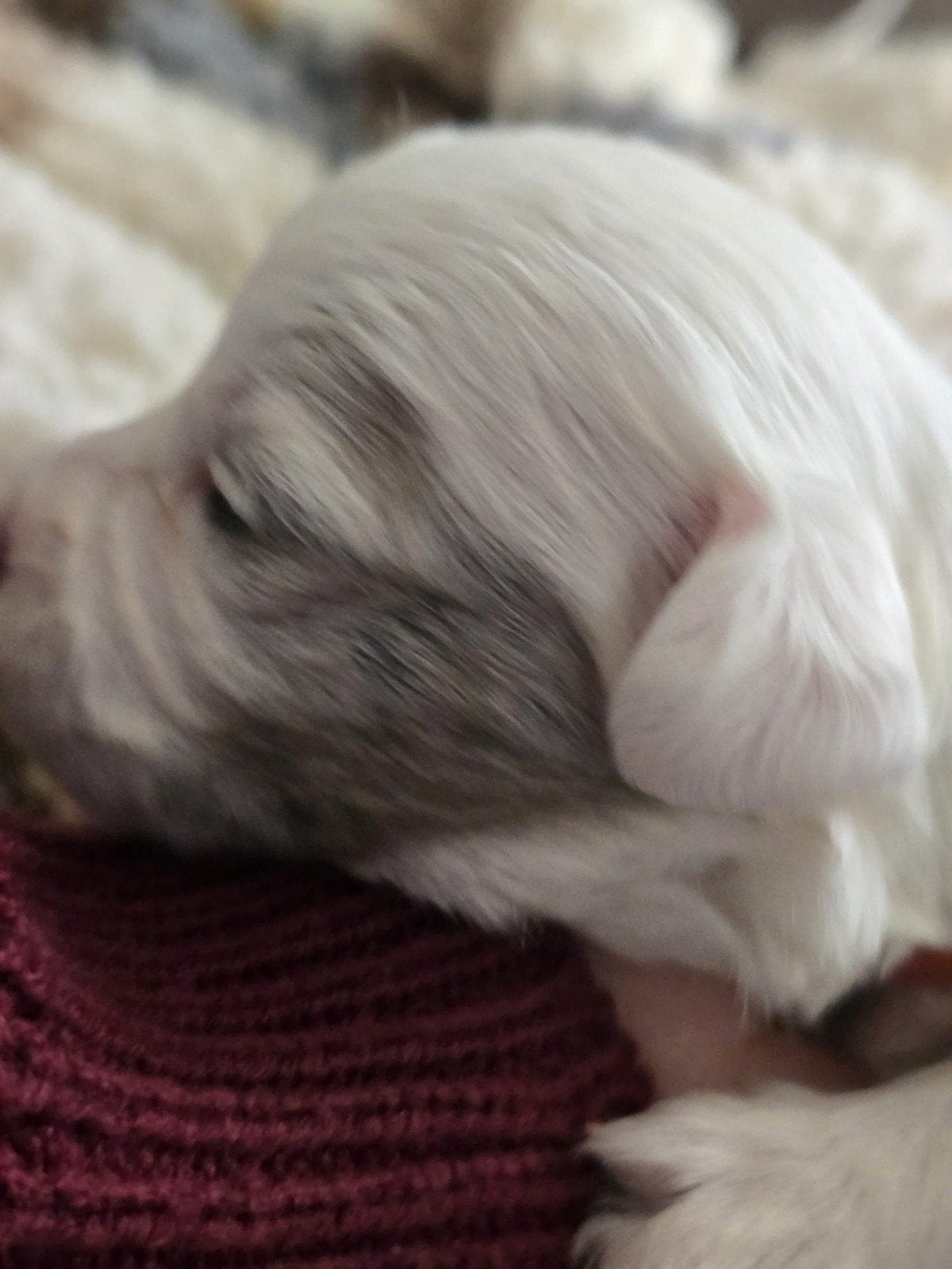 boomer pups, CDV (hondenziekte), Maltezer, 8 tot 15 weken, Meerdere