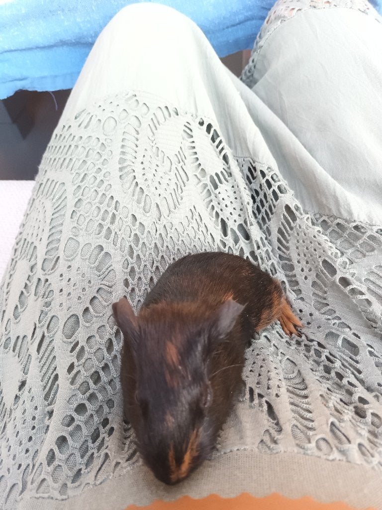 Cavia beer, Mei, Mannelijk, Cavia