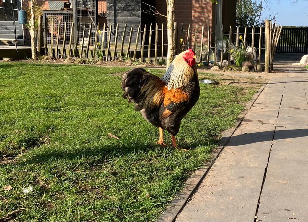 Mooie jonge Wyandotte krielhaan, Dieren en Toebehoren, Pluimvee, Mannelijk, Kip