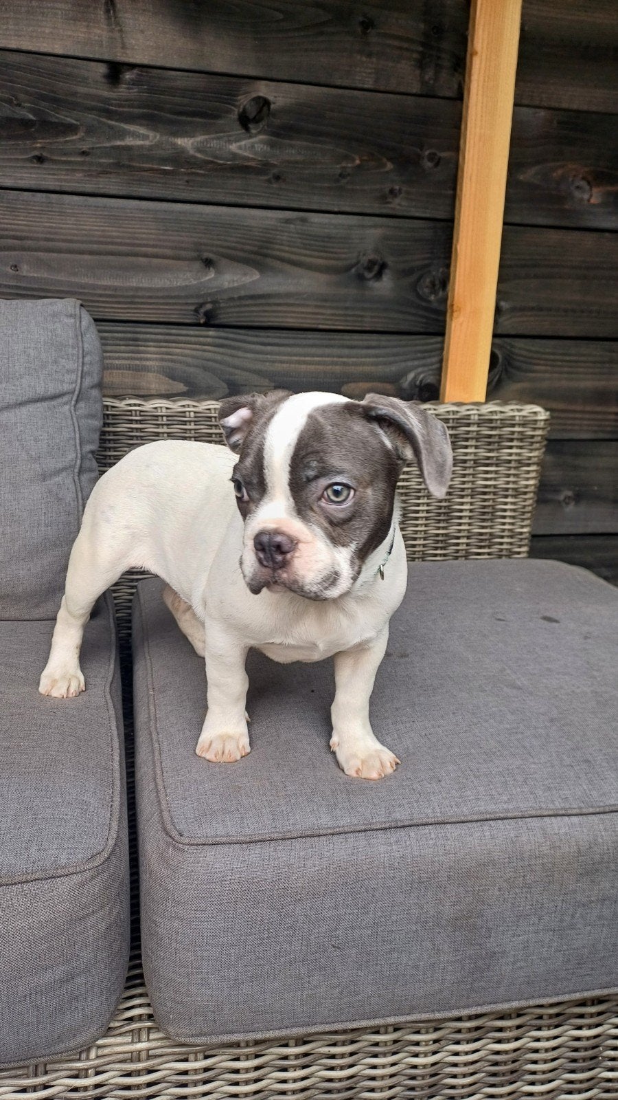 franse bulldog pups bont nog 1 reutje en 1 teefje, Particulier, 15 weken tot 1 jaar, Buitenland, Bulldog
