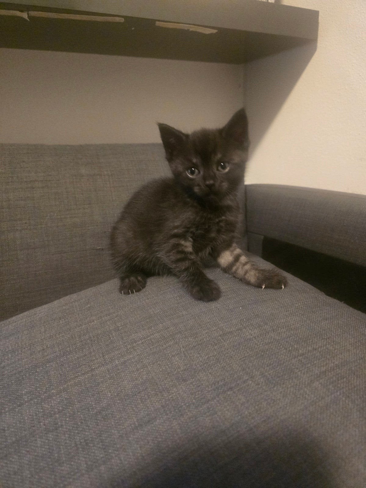 5 kittens beschikbaar