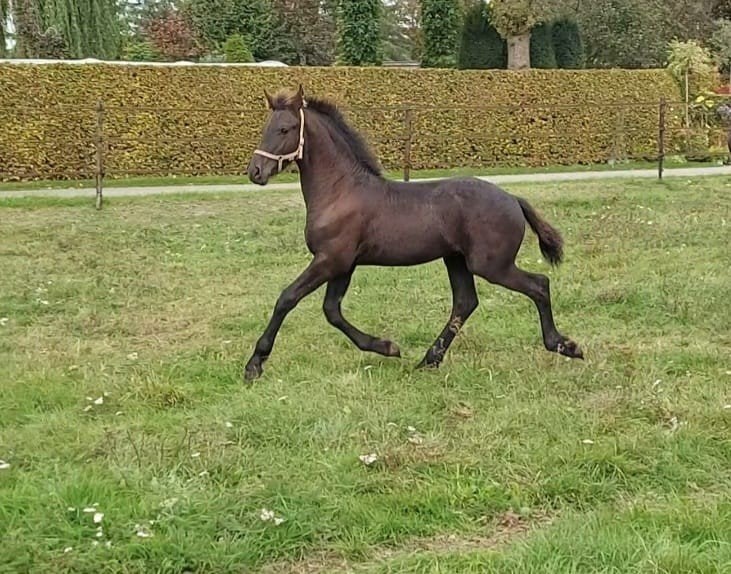 Friese hengst Boet x Wibout en Fell pony ruin, Minder dan 160 cm, Dressuurpaard, 0 tot 2 jaar, Hengst