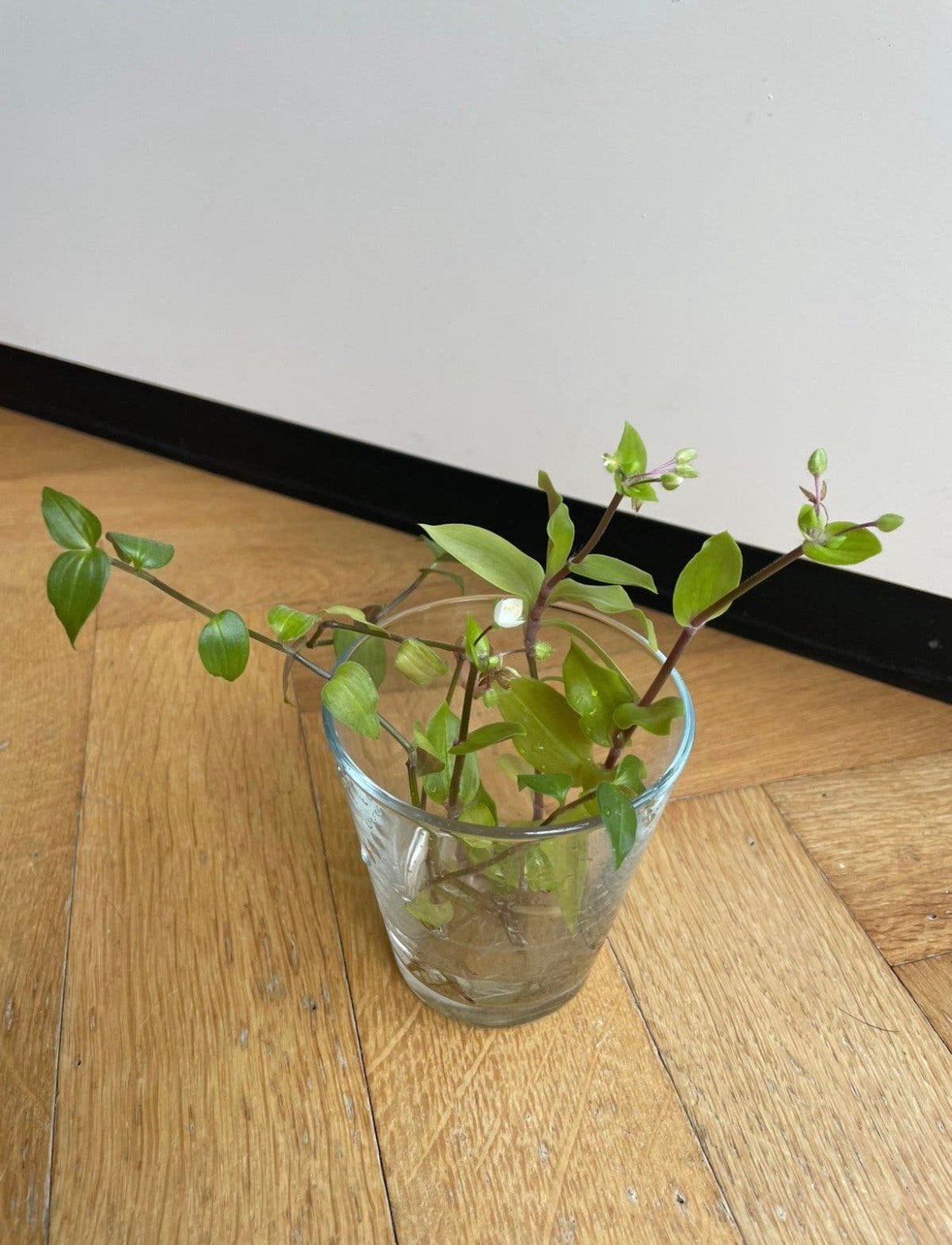 Vaderplant Trandescantia green hill gewortelde stekjes, Bloeiende kamerplant, Ophalen, Halfschaduw, Minder dan 100 cm