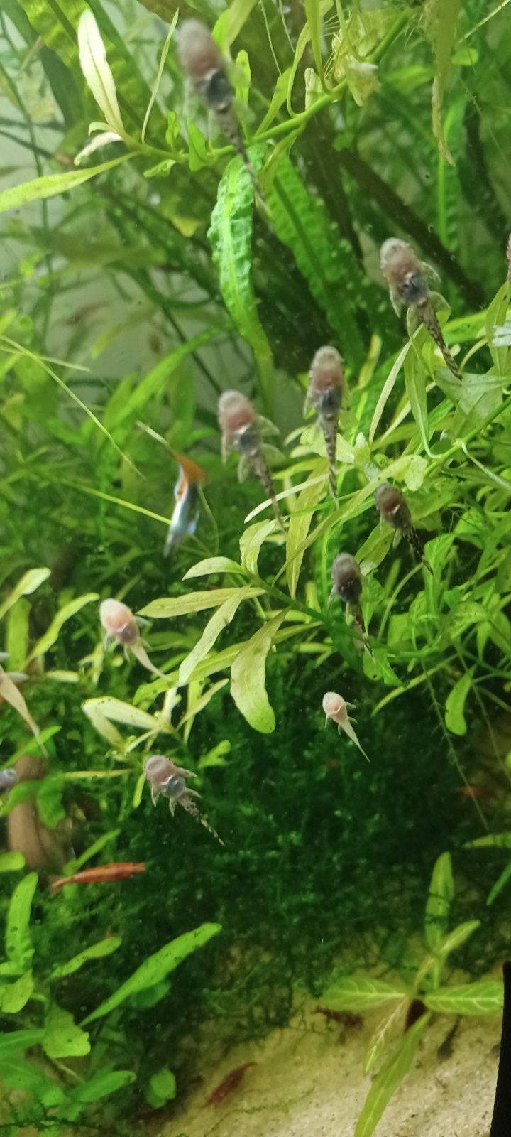 Pleco baby's, Dieren en Toebehoren, Vissen | Aquariumvissen, Vis, Zoetwatervis