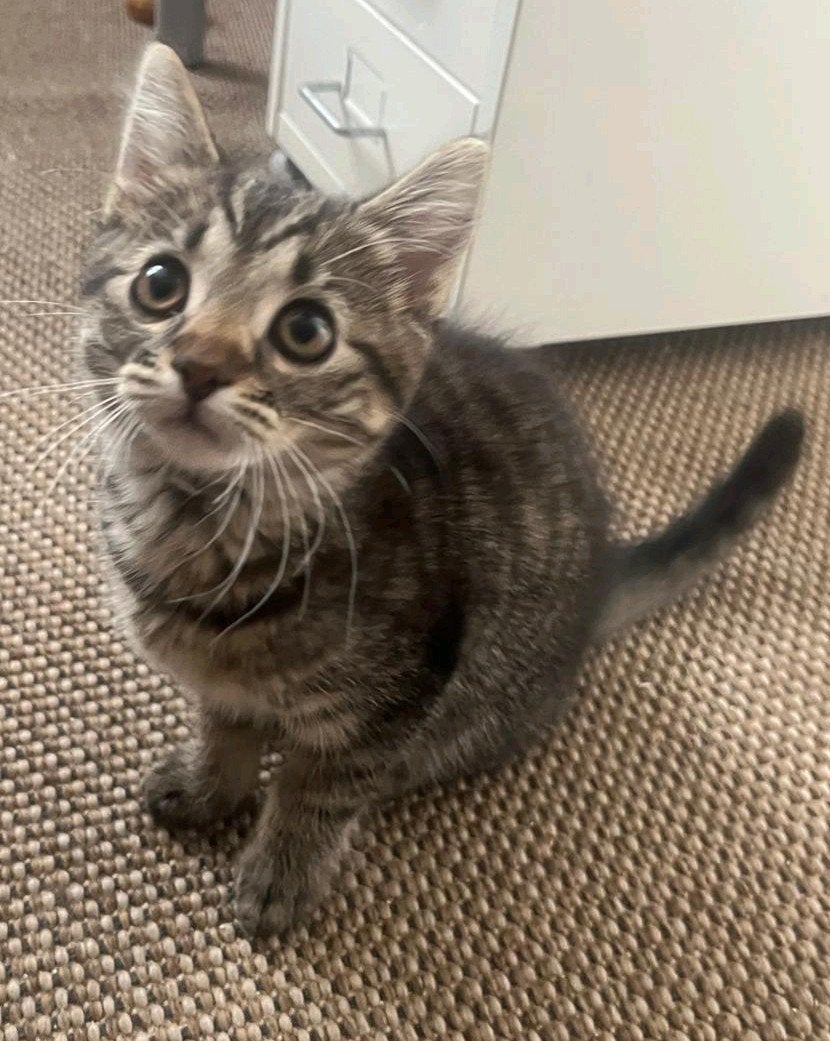 Prachtige Britse korthaar X Blauwerus kitten, poesje, tabby, Dieren en Toebehoren, Katten en Kittens | Raskatten | Korthaar, Poes