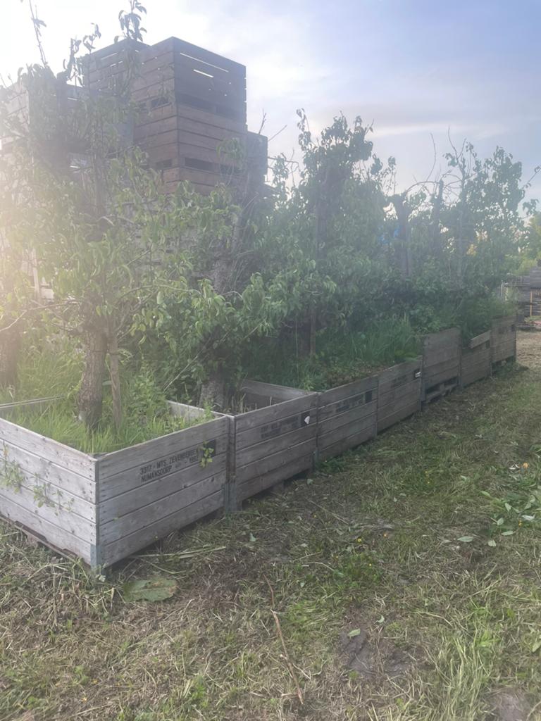 Peren bomen in bak, Ophalen of Verzenden, Gebruikt, Rond, Kunststof