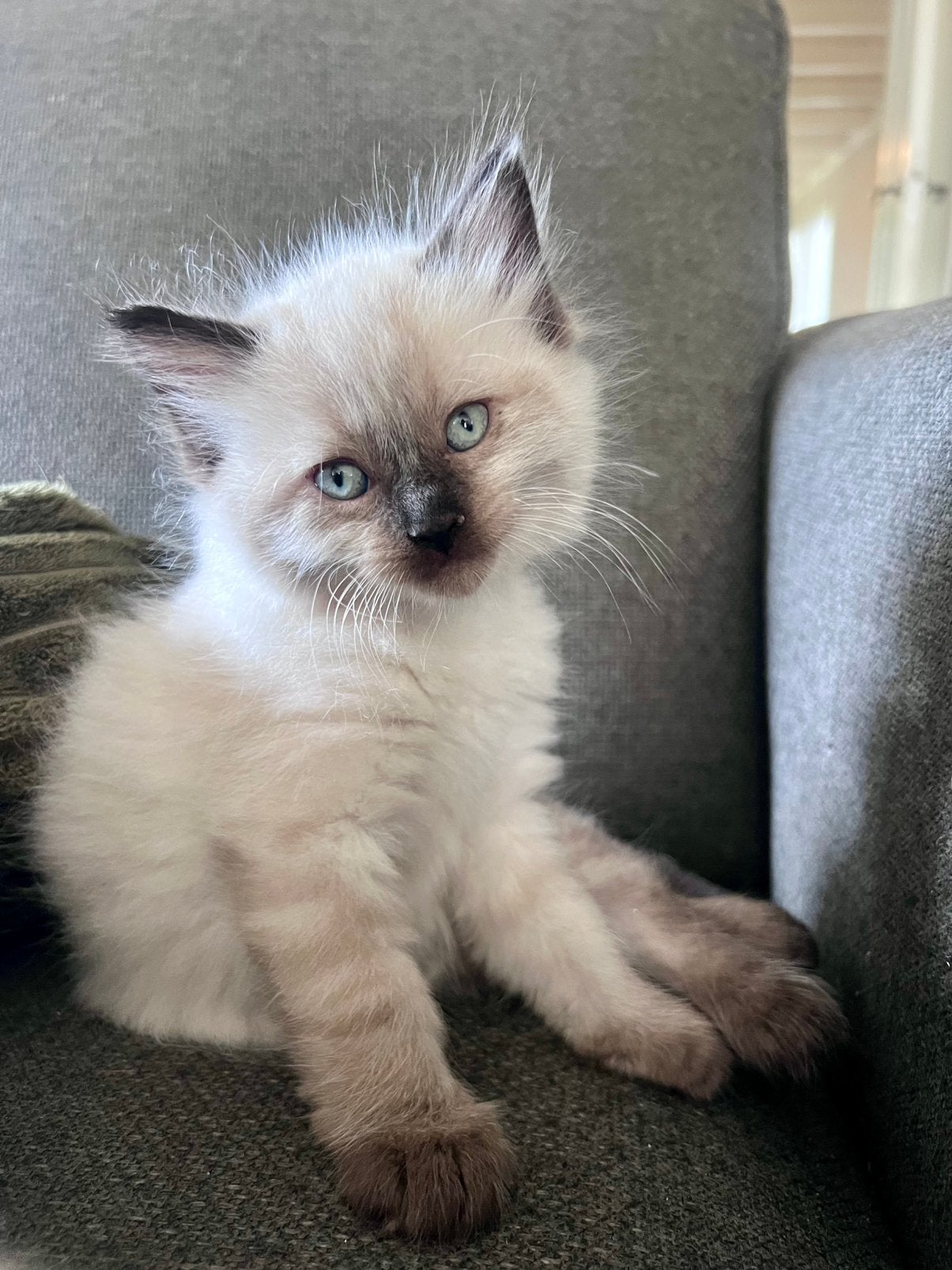 Prachtige Ragdoll kittens kitten (nog 2 beschikbaar), Dieren en Toebehoren, Katten en Kittens | Raskatten | Langhaar, Meerdere dieren