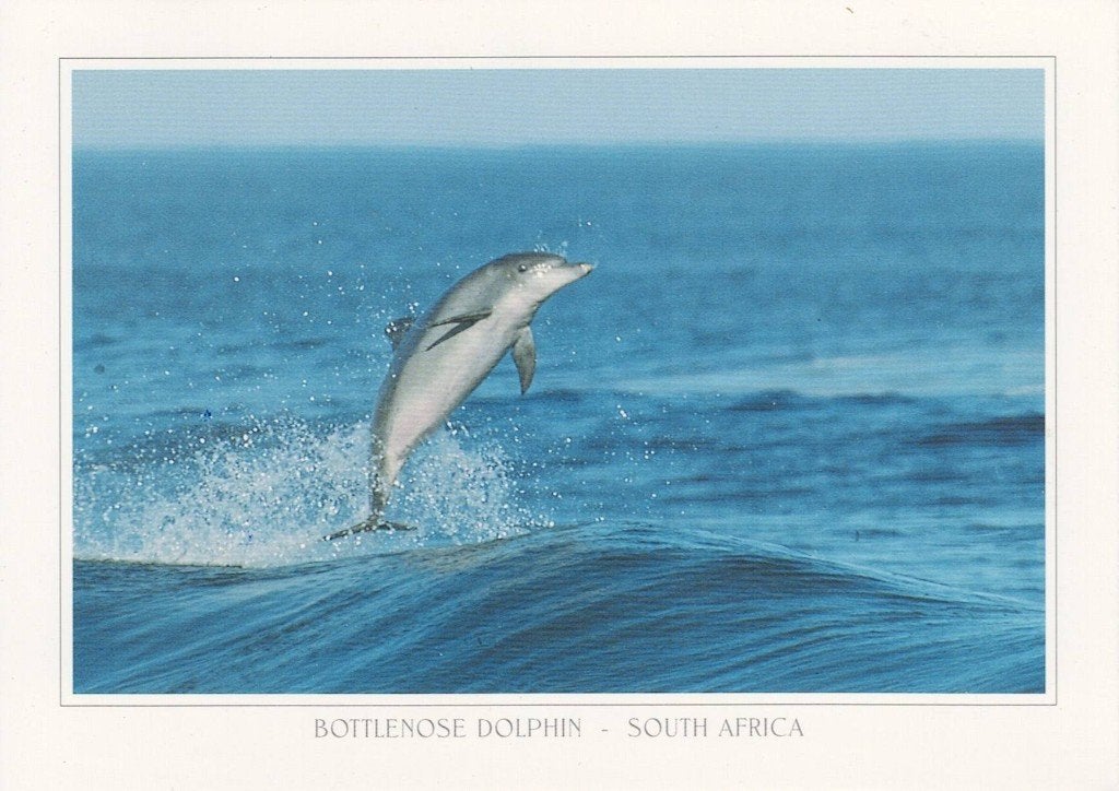 Dolfijn springt uit zee 226, Verzamelen, Ansichtkaarten | Dieren, Verzenden, 1980 tot heden, Ongelopen, Waterdier