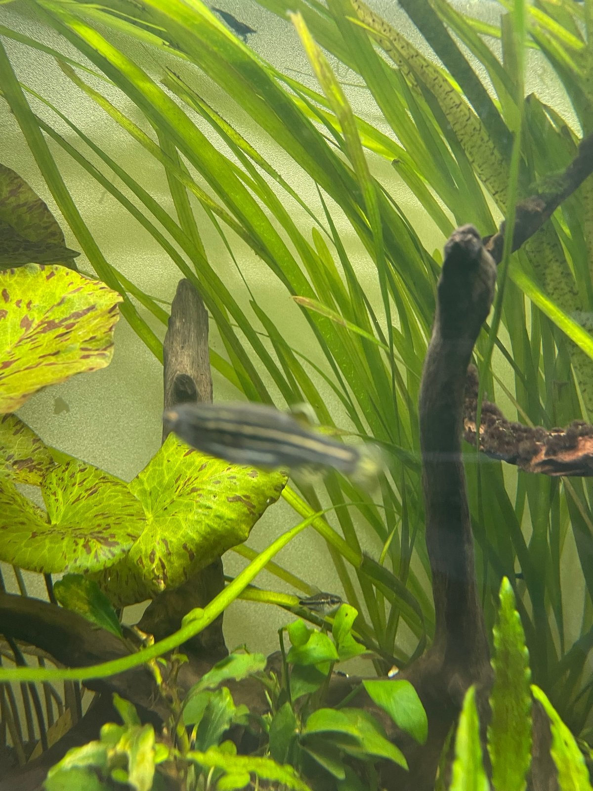5 Roodstaart rasborara’s, Dieren en Toebehoren, Vis, Zoetwatervis, Schoolvis
