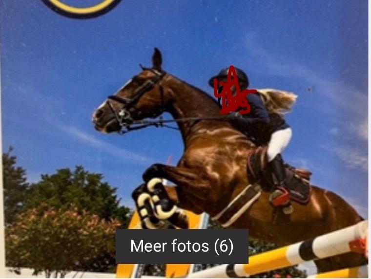 Mooie lieve leermeester D-pony, Dieren en Toebehoren, Met stamboom, Ruin, Springpony, L