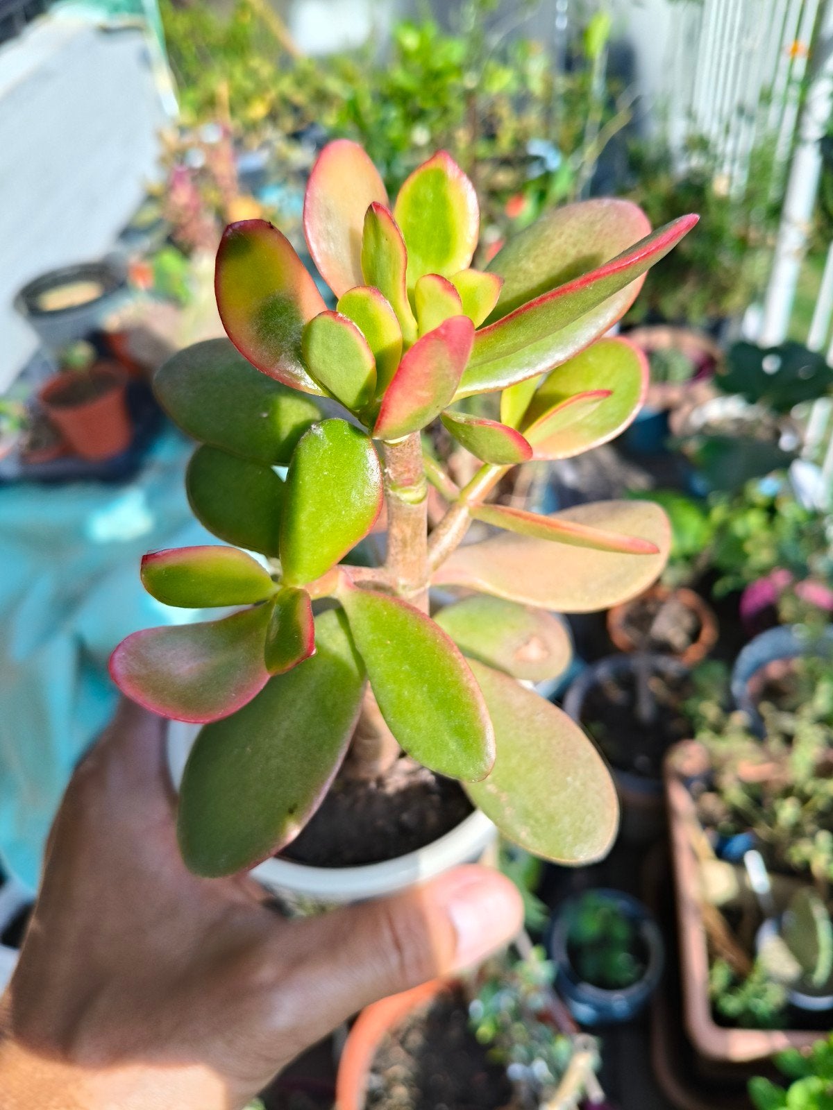 Crassula Ovata – Jadeplant / Geldboom – Kamerplant – 30 cm, Ophalen, Bloeit niet, Overige soorten, Halfschaduw