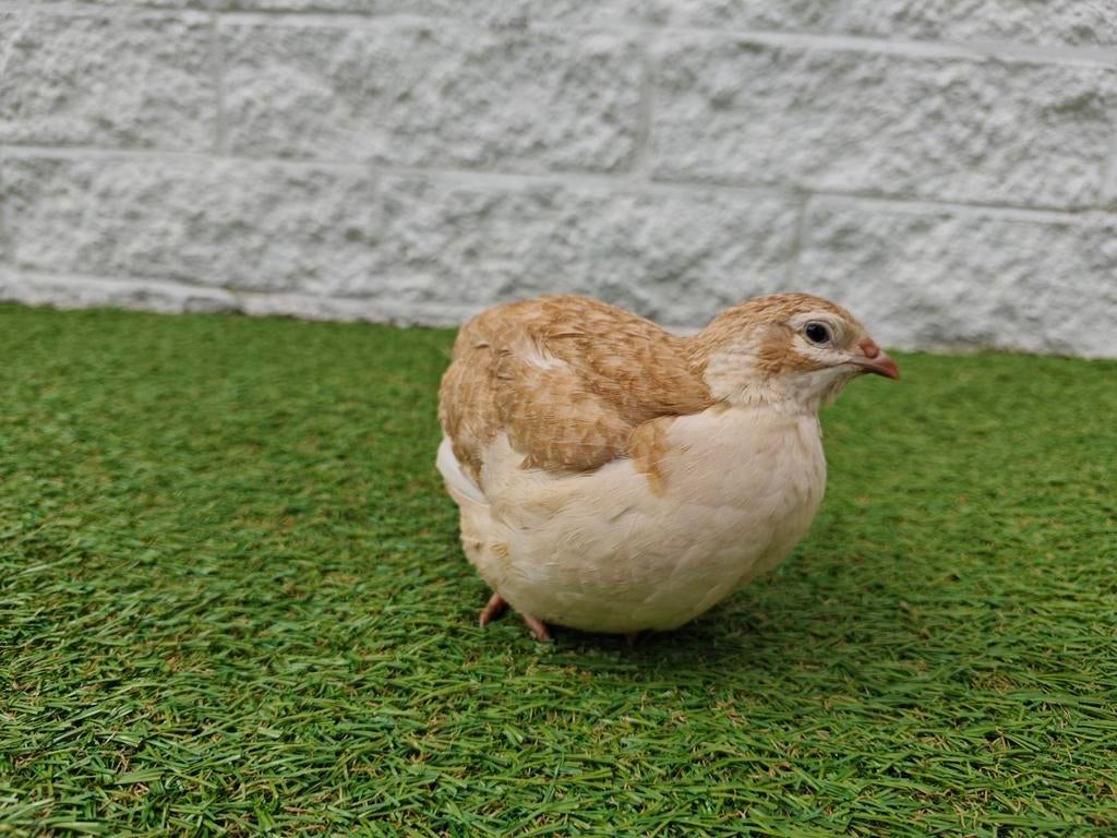 Te Koop: Broedeieren van Japanse Kwartels 30 kleuren!, Dieren en Toebehoren, Geslacht onbekend, Overige soorten