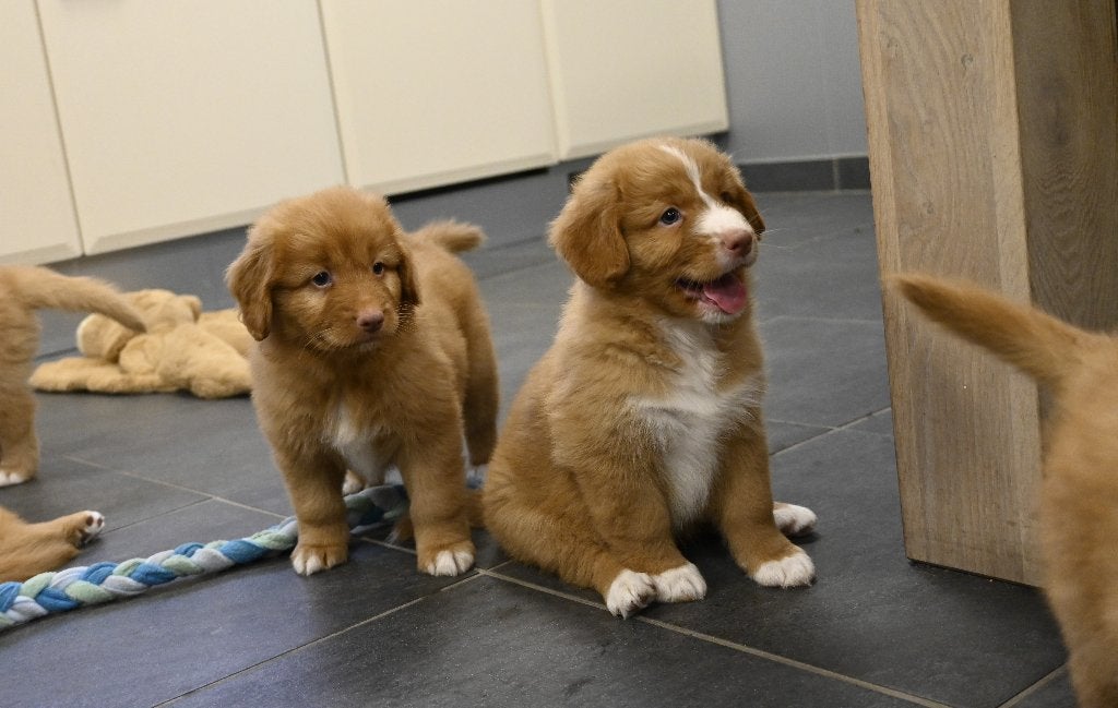 Nova scotia Duck tolling Retriever pups # toller pups, Parvo, Nederland, Overige rassen, 8 tot 15 weken