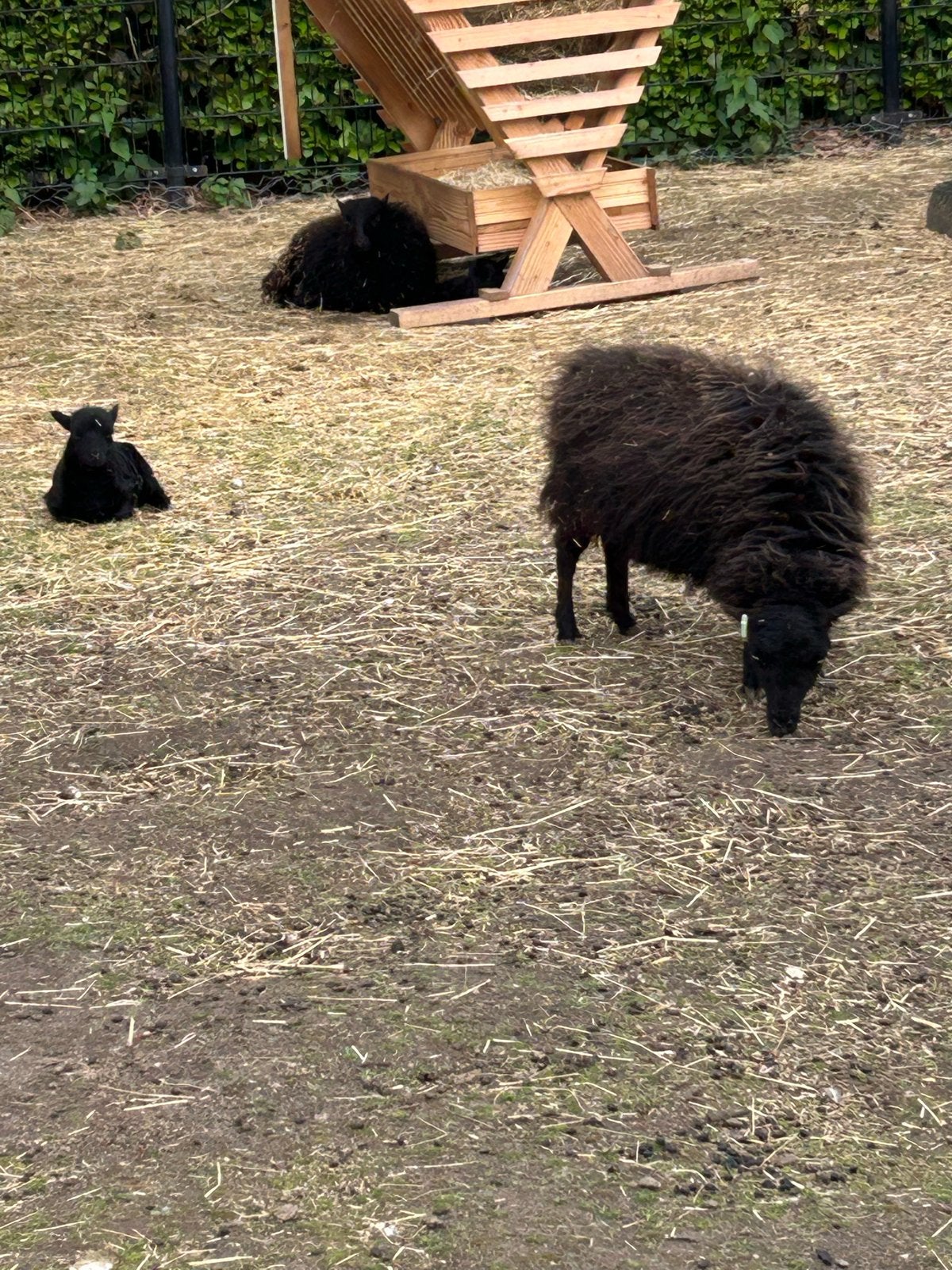 Moeder met lam (ram), Dieren en Toebehoren, Schapen, Geiten en Varkens, Vrouwelijk, Schaap, 3 tot 5 jaar