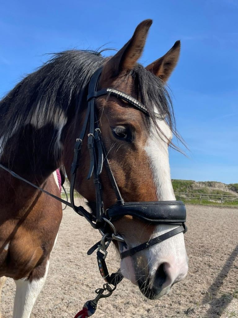 Mooie lieve bonte Merrie te koop Barockpinto x KWPN, Merrie, Dressuurpaard, 3 tot 6 jaar