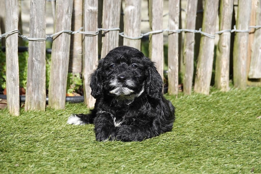 Prachtige zwarte cockapoo pups, Parvo, België, 15 weken tot 1 jaar, Overige rassen