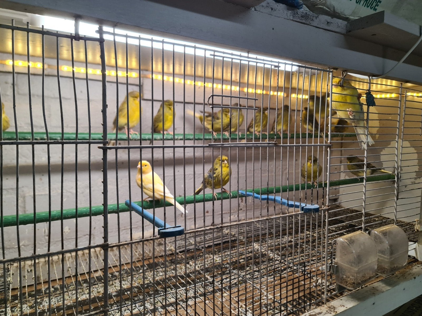 Glosters kanaries, Dieren en Toebehoren, Meerdere dieren