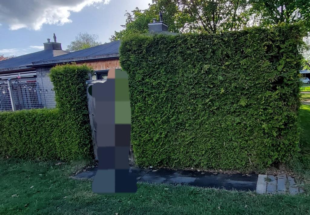 Gratis coniferen zie omschrijving, Tuin en Terras, Planten | Struiken en Hagen, Ophalen, Conifeer, 100 tot 250 cm