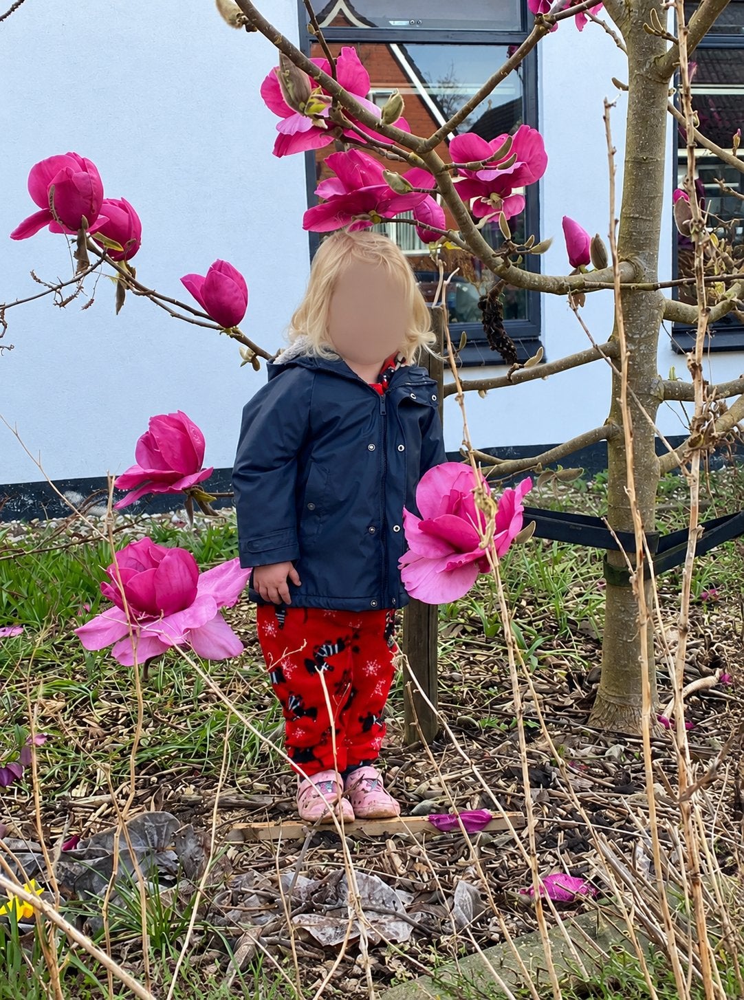 Zaden van de magnolia felix jury, Ophalen of Verzenden, Overige soorten, Volle zon