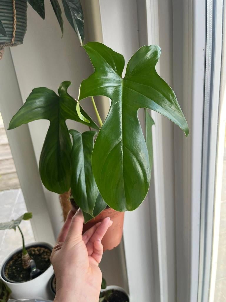 Philodendron Florida Green, Huis en Inrichting, Kamerplanten, Ophalen of Verzenden, Halfschaduw, Minder dan 100 cm