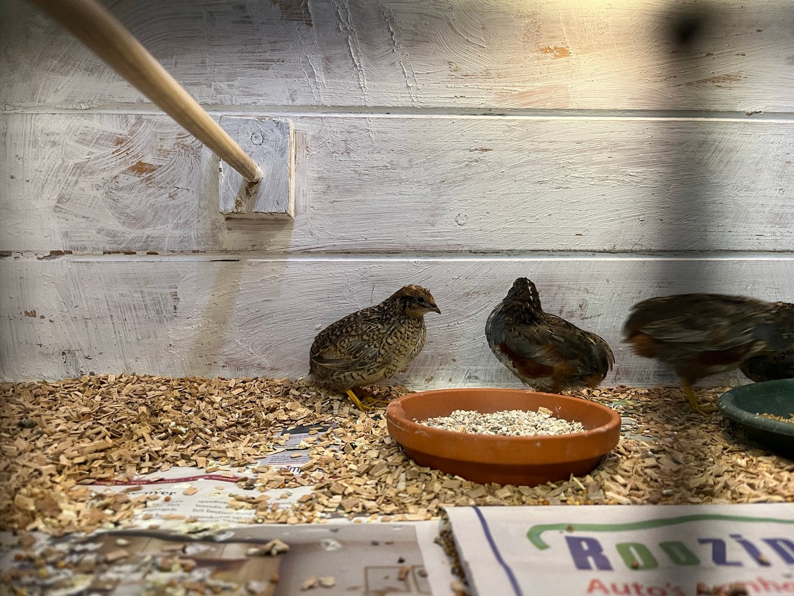 3x Chinese dwergkwartel man, Dieren en Toebehoren, Mannelijk