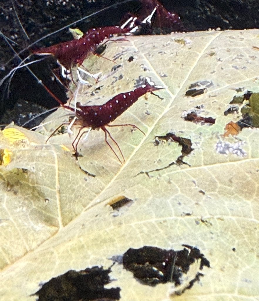 Groep (ongeveer 50) Sulawesi garnalen, Caridina Dennerli, Dieren en Toebehoren, Vissen | Aquariumvissen, Kreeft, Krab of Garnaal