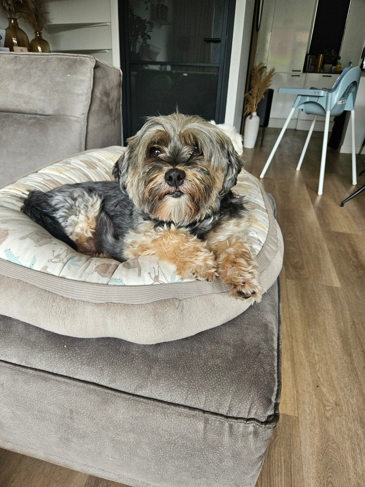 1 boomer en 1 maltezer zoeken een huis., Dieren en Toebehoren, 6 jaar of ouder, Maltezer, Teef, Meerdere