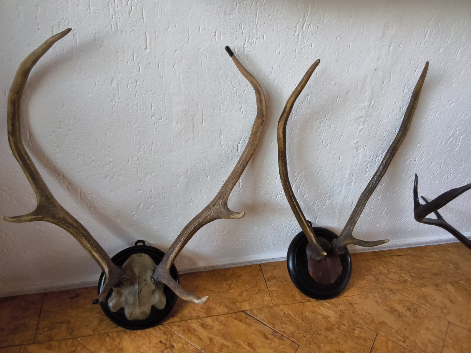 Herten Geweien op Schild - Decoratieve Wanddecoratie, Ophalen of Verzenden, Gebruikt