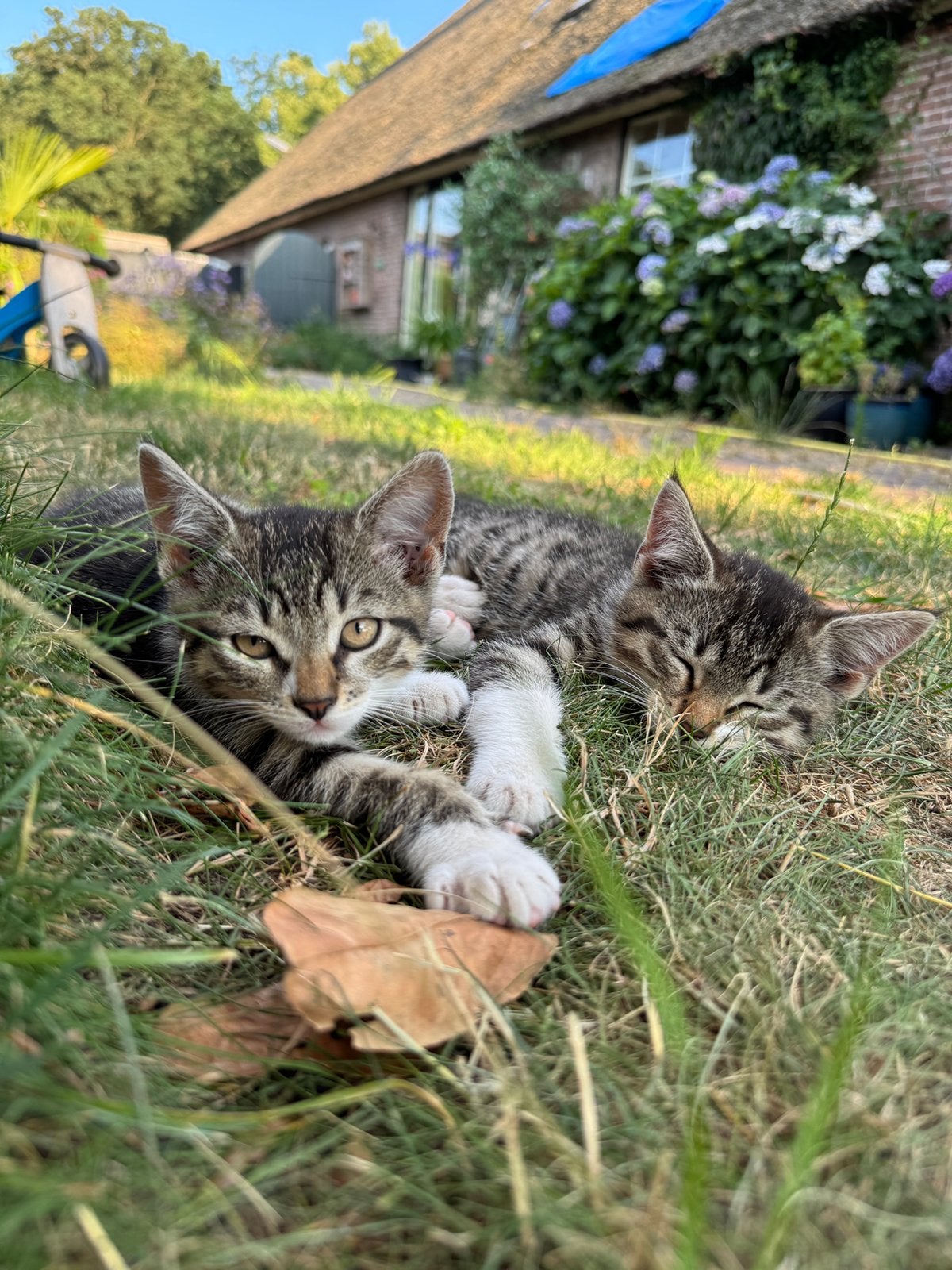 Lieve boerderijkittens, Dieren en Toebehoren, Meerdere dieren