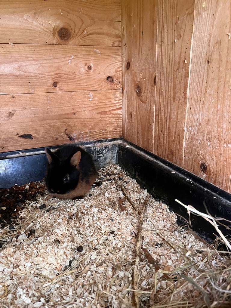 Konijn, black tan, zwart, bruin, jong, Dieren en Toebehoren, Knaagdieren, April, Meerdere dieren, Overige typen, Tam
