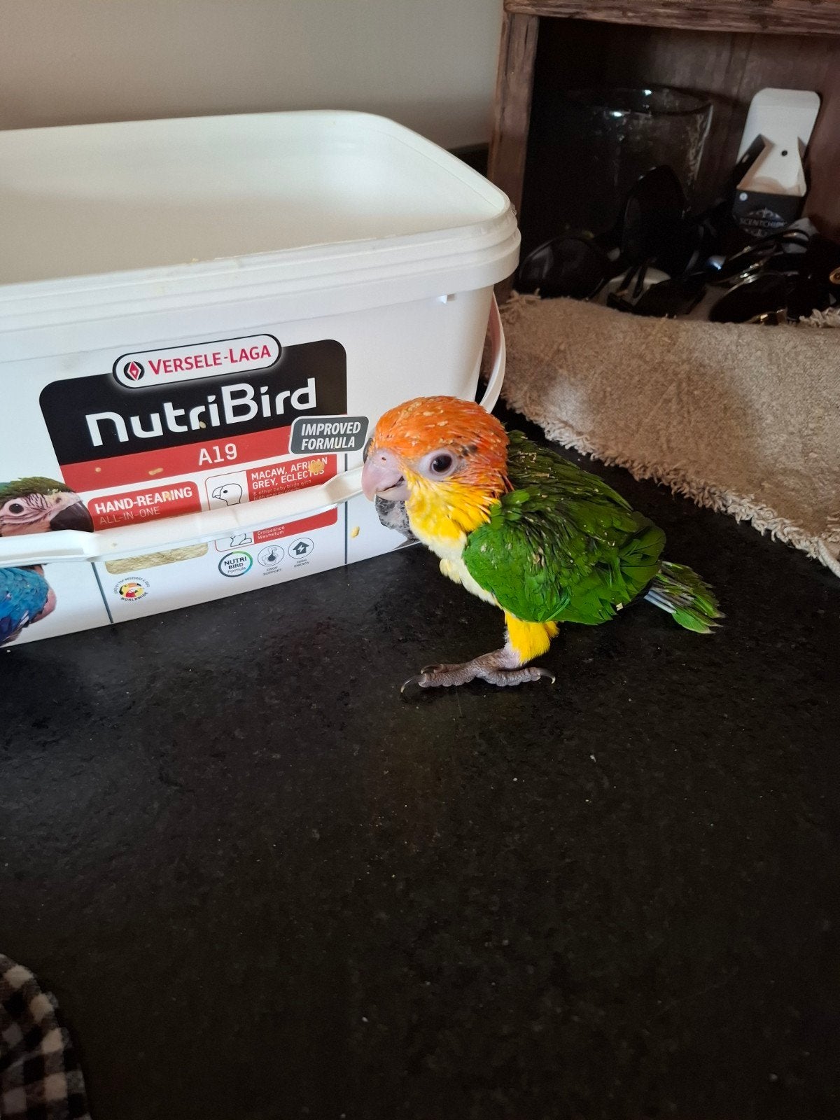 baby roestkop caique s, Dieren en Toebehoren, Vogels | Parkieten en Papegaaien, Geslacht onbekend, Papegaai, Geringd