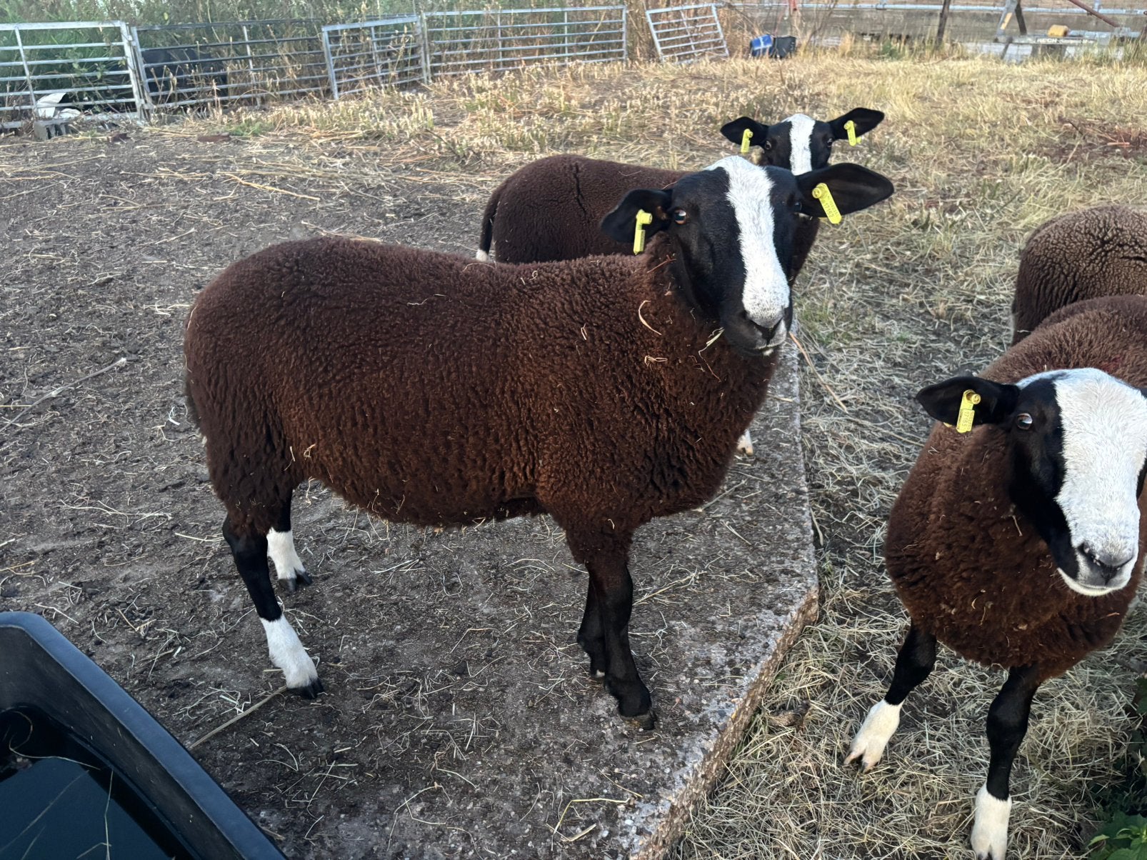 Stamboek Zwartbles Ram, Dieren en Toebehoren, Mannelijk, Schaap, 0 tot 2 jaar
