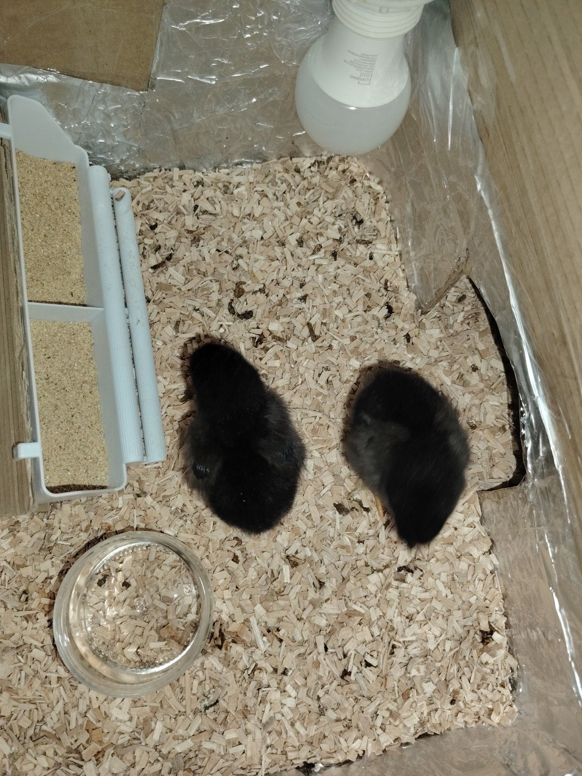 Kuikens te koop